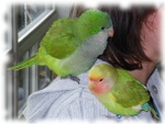 Birds