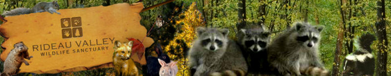 Rideau Valley Wildlife Sanctuary
