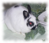Rabbit
